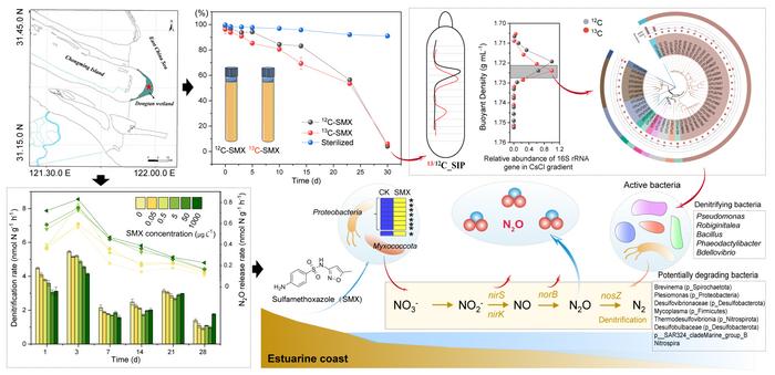 Linking denitrifiers with sulfamethoxazole biodegradation: insights from DNA-based stable isotope probing