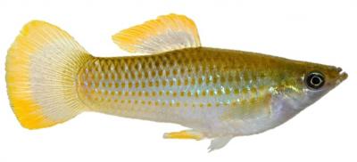 Atlantic Molly