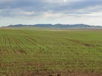 cultivated land