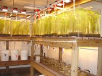 Milfoil Salinity Tanks at the Dauphin Island Sea Lab