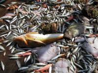 A Trawler's Catch