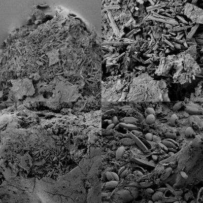 Electron Microscope Images of Degraded Plastic Particles