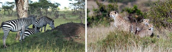 Animals and Mounds