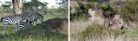 Animals and Mounds