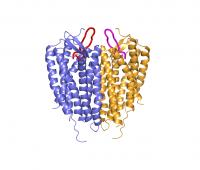 Structure of Linked CXCR4 Molecules