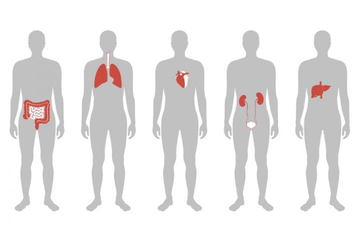 Targeting gene editing to specific organs and tissues