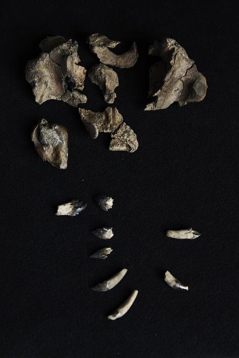 The partial skull and teeth of Janjucetus dullardi
