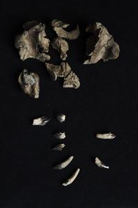 The partial skull and teeth of Janjucetus dullardi