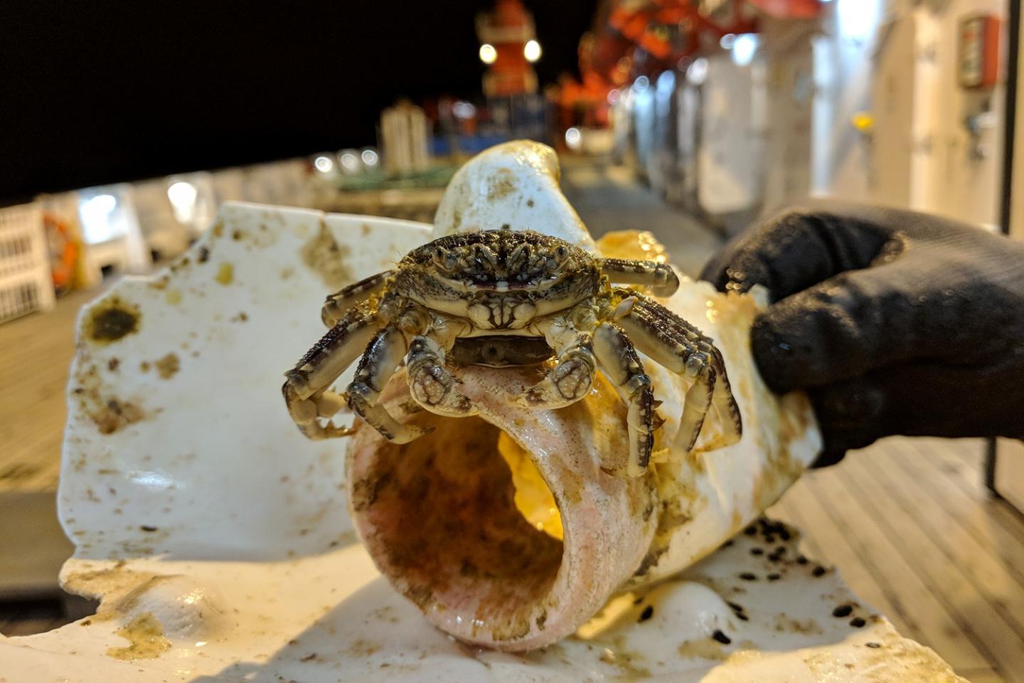 Decapod