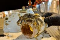 Decapod