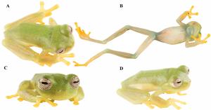 New glassfrog species named for first Ecuadorian woman to win a gold medal