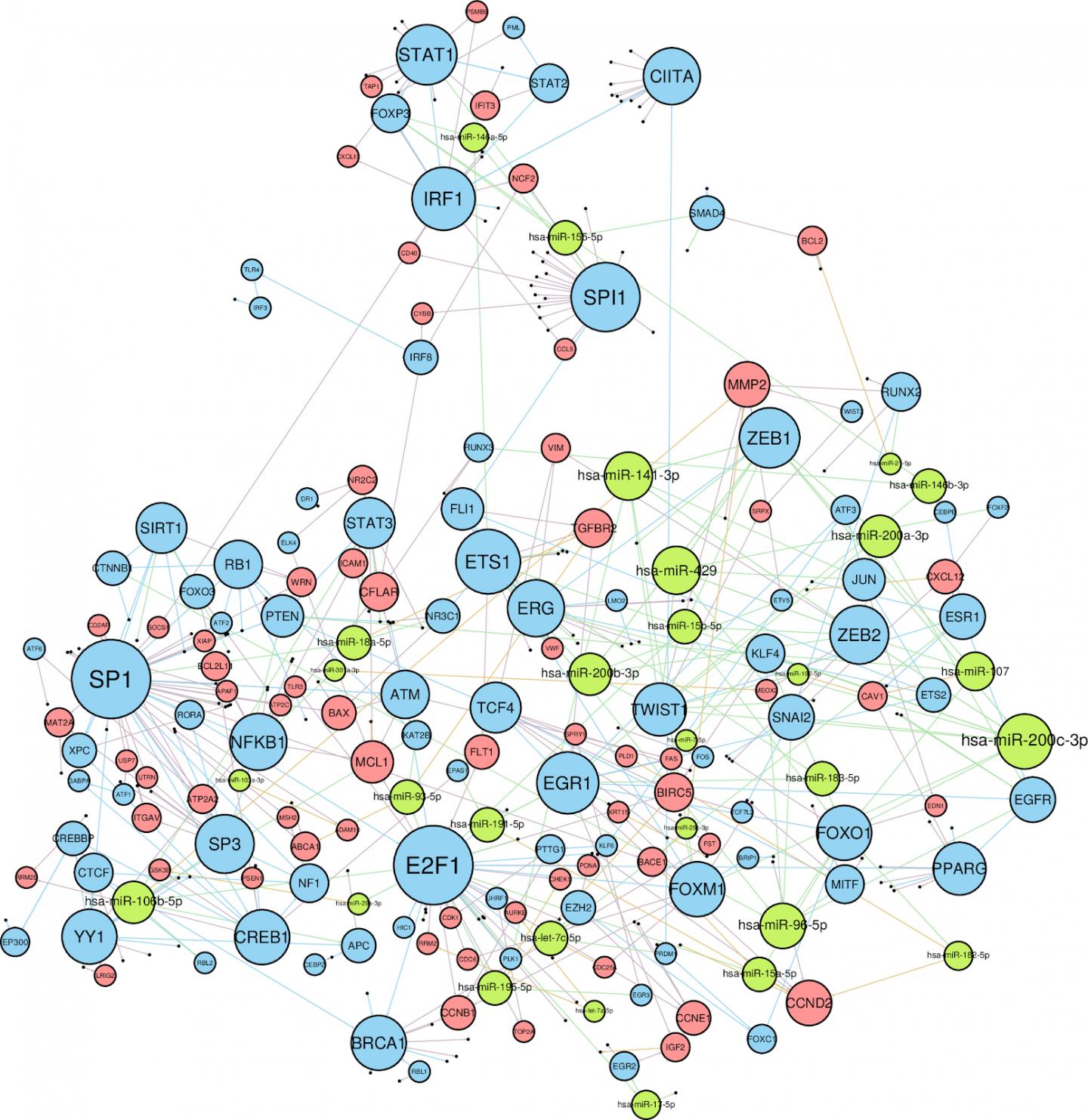 Interaction Network in Breast Cancer