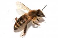 <i>A. borealis Female</i> (2 of 2)
