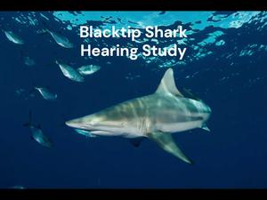 Shark Hearing Study