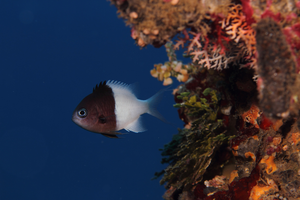 Damselfish
