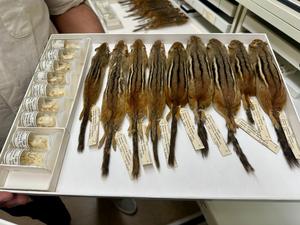 Chipmunk specimens