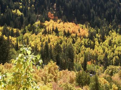 Aspen Forest