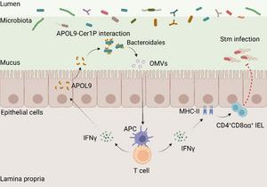 The proposed model for the novel apolipoprotein APOL9 that enhances mucosal immunity by activating the IFN-γ-MHC-II pathway through induction of OMVs release in Bacteroidales