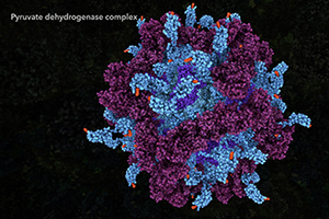 Pyruvate dehydrogenase complex