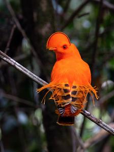 Guianan Cock-of-the-rock