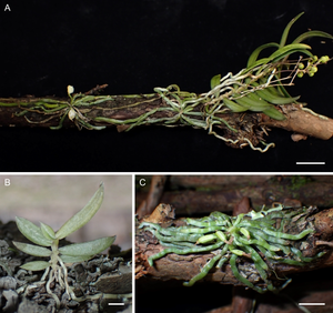 ラン科植物のクロ-ン増殖 | 富山 昌克 |本 | 通販 | Amazon