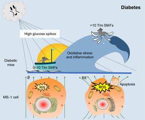 New Study Reveals Biosafety Effects of Moderate and High Static Magnetic Fields