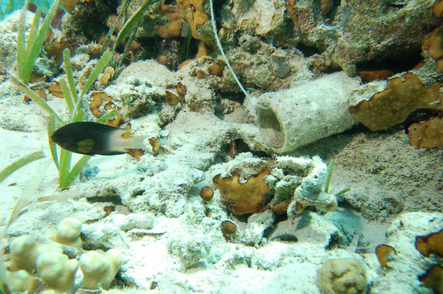 A Tagged Bicolor Damselfish