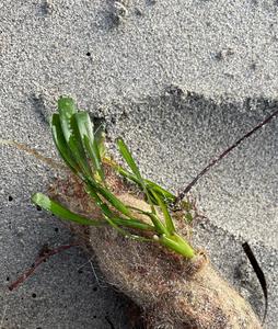 A mature Amphibolis antarctica seedling, showing its anchoring comb attached to fiber.