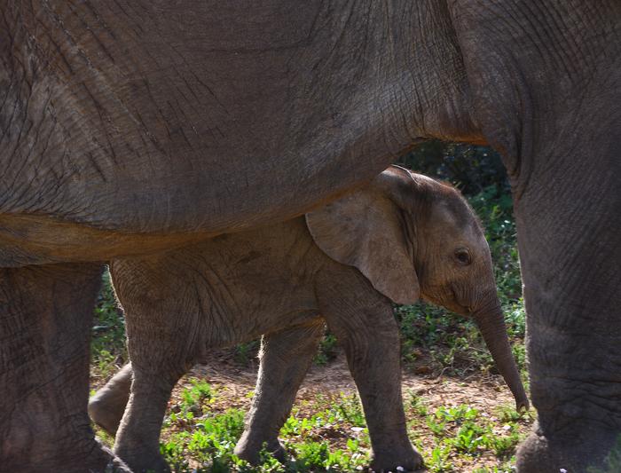 Fig. 2: Birth complications, such as calves getting stuck in the birth canal, also occur in elephants. At 22 months, elephants have the longest pregnancy of any mammal.