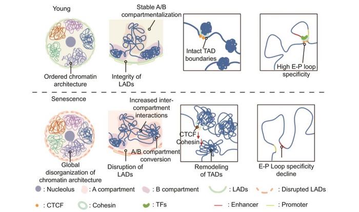 Multiscale chromatin remodeling during cellular senescence.