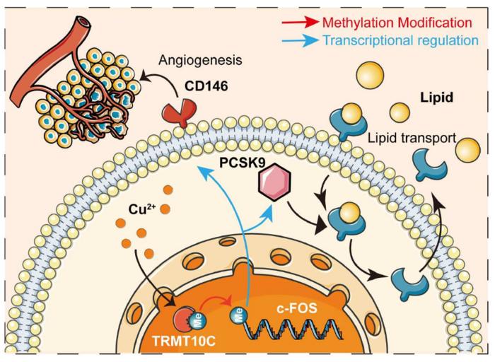 Disulfiram fights liver cancer by regulating lipid metabolism and angiogenesis