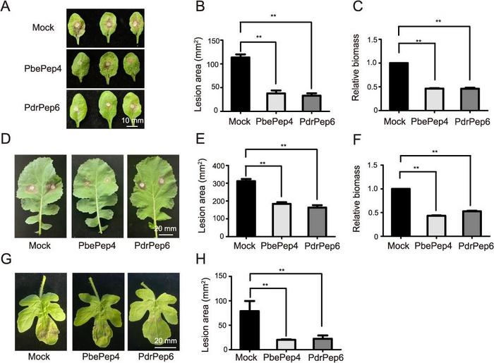 PbePep4 and PdrPep6 interfamilially induced the resistance against necrotrophic pathogens in Cucurbitaceae and Brassicaceae species.