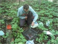 Sampling Earthworms