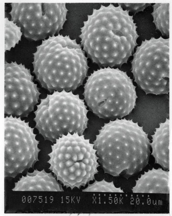 Ragweed pollen