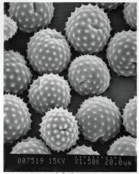 Ragweed pollen