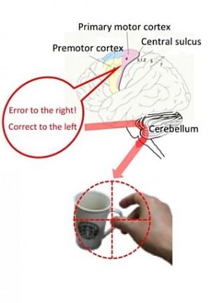 Motor Cortices