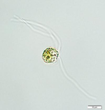<i>Cymbomonas</i>