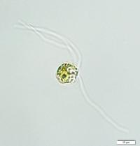 <i>Cymbomonas</i>