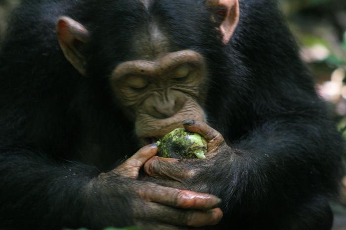 Chimpanzee eating scrumped fruit