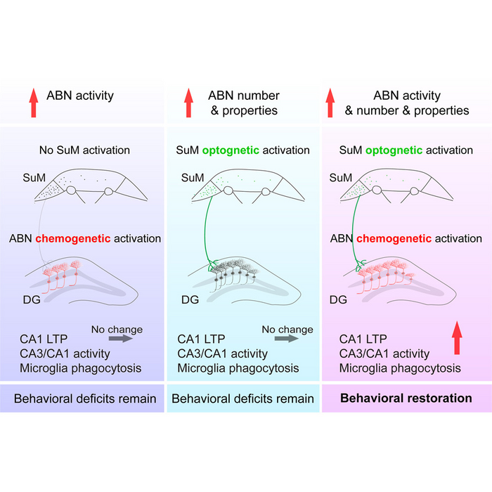 Activation of hypothalamic-enhanced adult-born neurons restores cognitive and affective function in Alzheimer’s disease