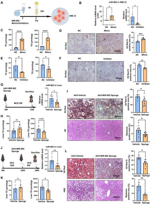 Hepatocyte lipotoxicity was regulated by miR-802.
