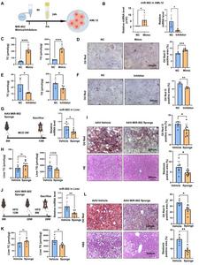 Hepatocyte lipotoxicity was regulated by miR-802.