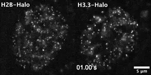 Single-nucleosome motion