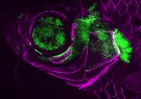 Live adult zebrafish