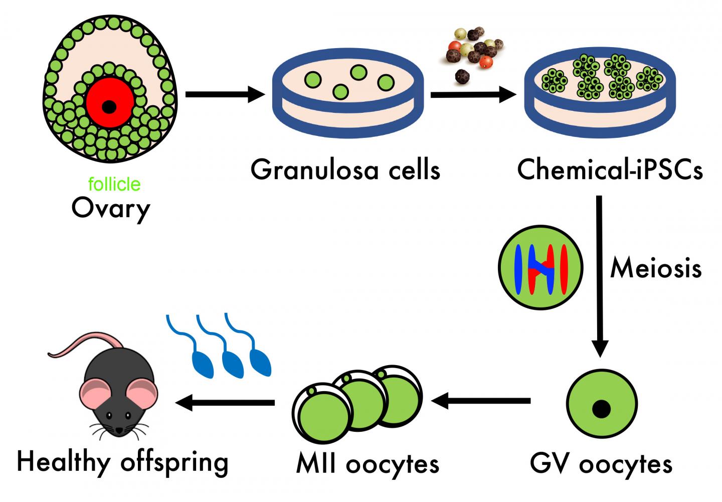 Process Generating Offspring from Granulosa-Derived Eggs