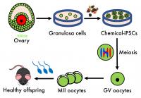 Process Generating Offspring from Granulosa-Derived Eggs
