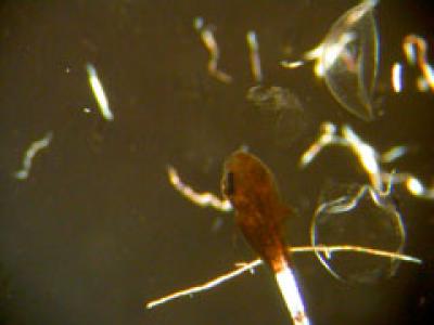 Otoliths