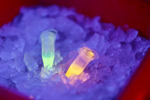 Living material makes harmful UV light visible