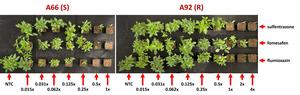 response of suspected PPO-inhibitor–resistant [A92 (R)] and known susceptible [A66 (S)] waterhemp (Amaranthus tuberculatus) populations from Wisconsin