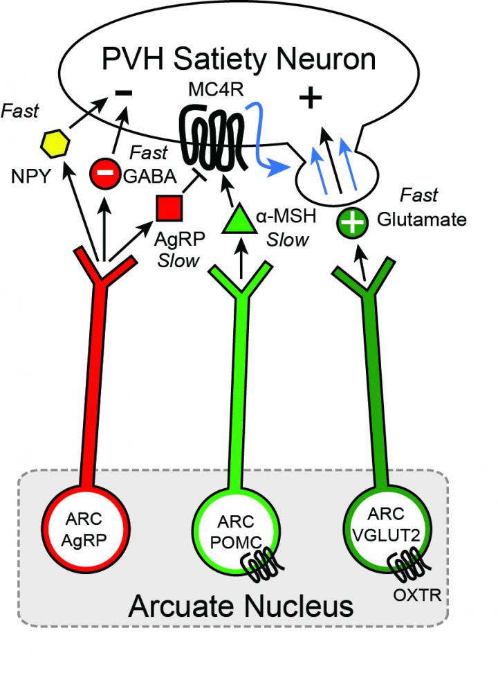New Model Neurological of Control of Hunger